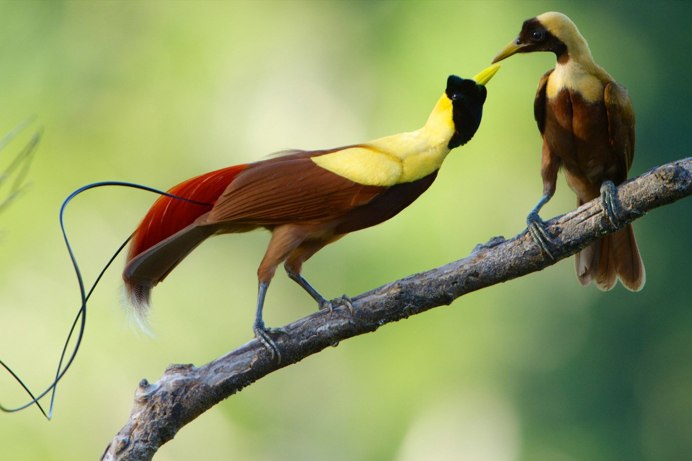 Квезаль Священная птица Майя