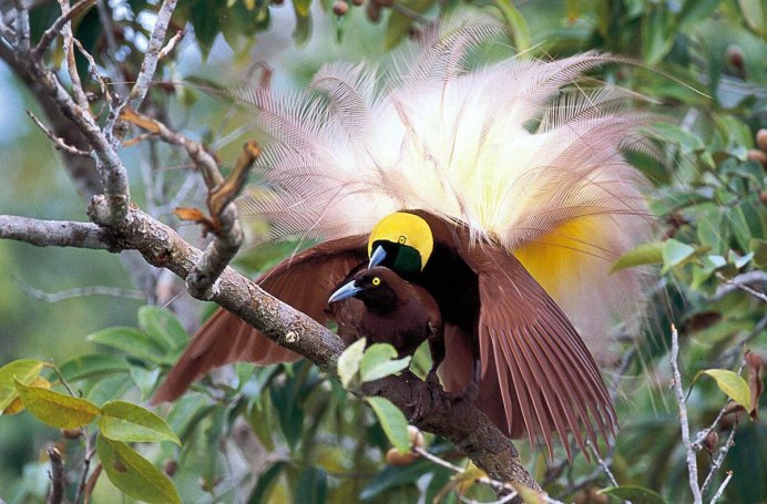 Колибри дивный Шпательтэил