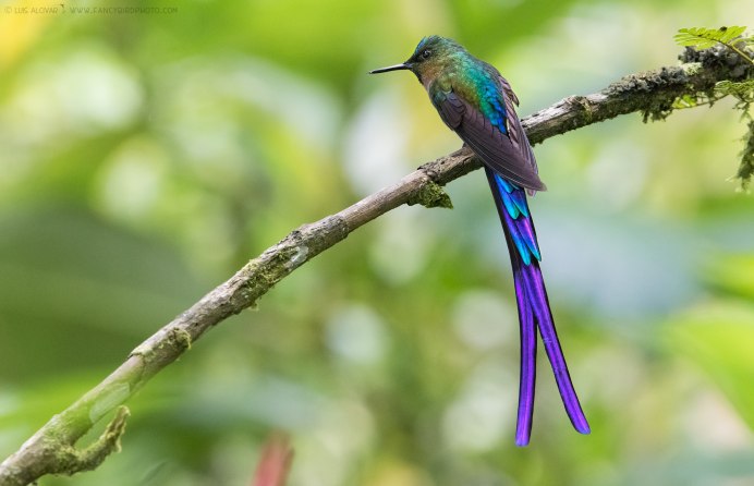 Павлин Райская птица