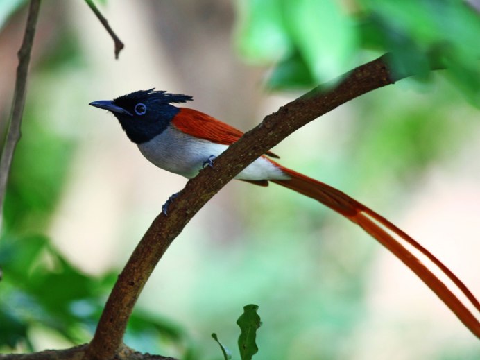 Красная Райская птица paradisaea rubra