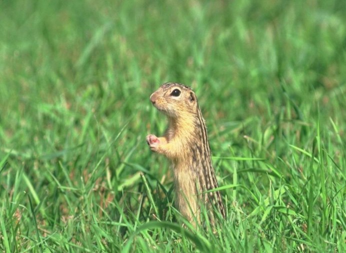 Желтый суслик Spermophilus fulvus