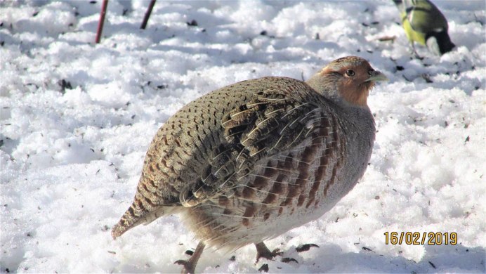 Лесная куропатка