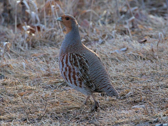 Степная куропатка