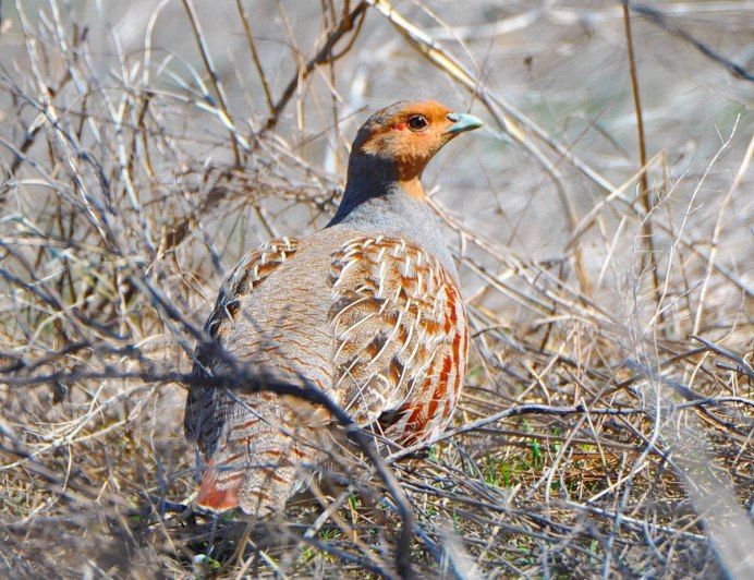 Птица серая куропатка