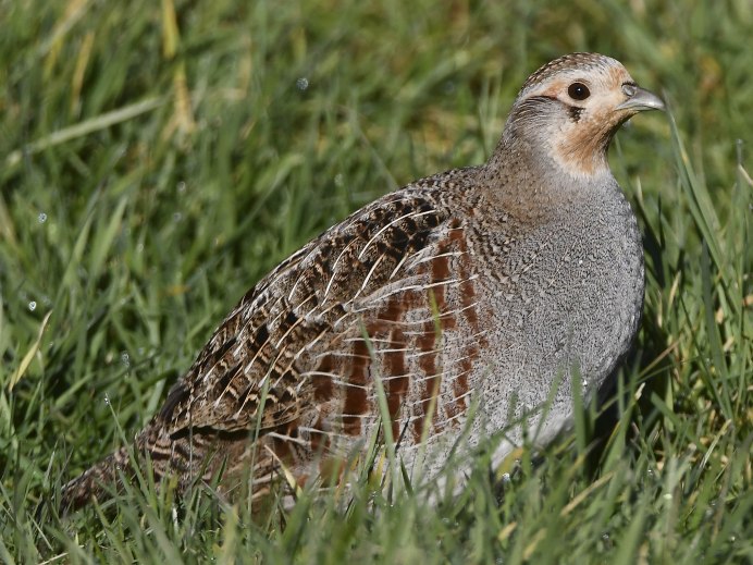 Рябчик Tetrastes bonasia