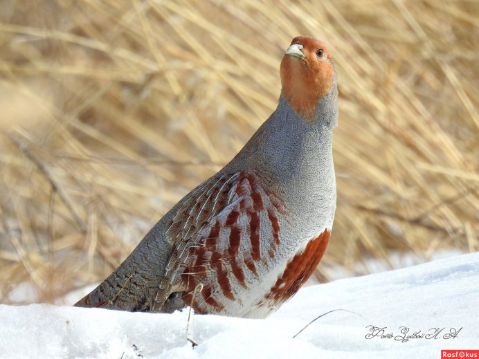 Бородатая куропатка (Perdix dauurica)