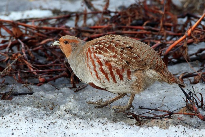 Серая куропатка (Perdix Perdix)
