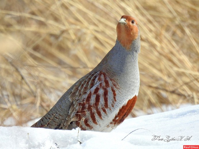 Рябчик Сибирский птица