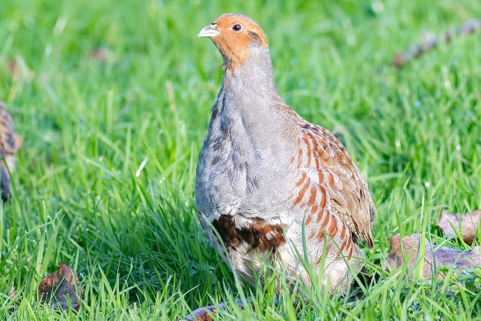 Розовая куропатка