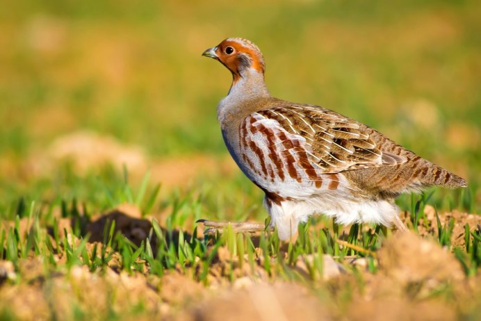 Серая куропатка (Perdix Perdix)