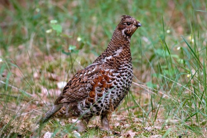 Сибирская бородатая куропатка
