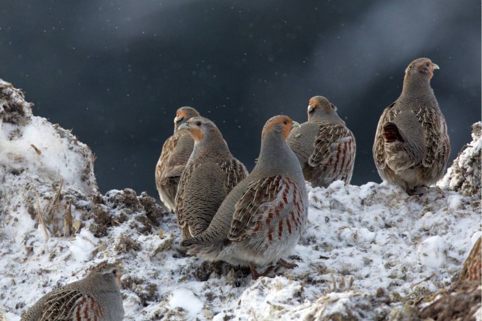 Серая куропатка (Perdix Perdix)