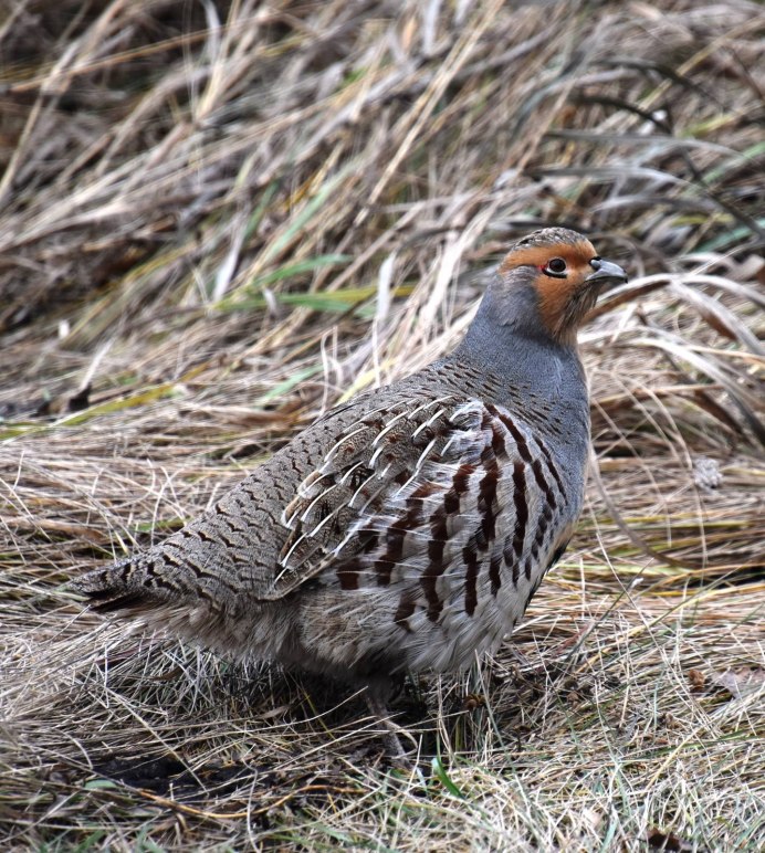Бородатая куропатка (Perdix dauurica)