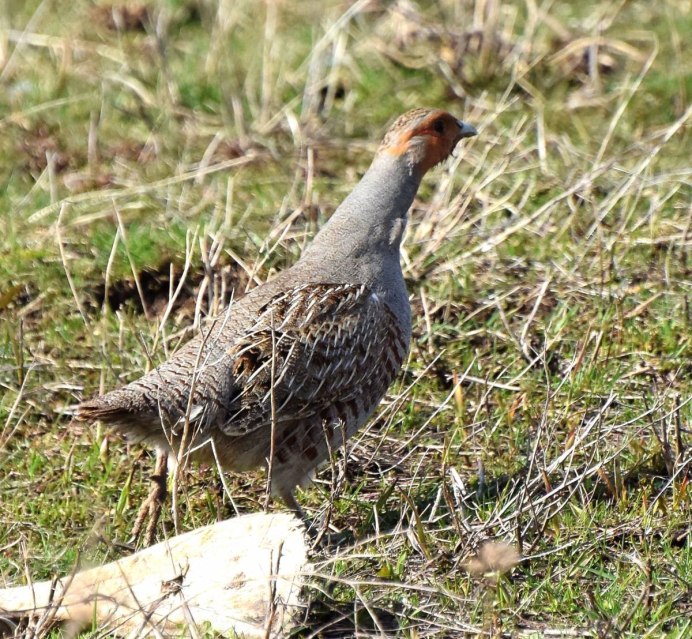 Куропатки домашние
