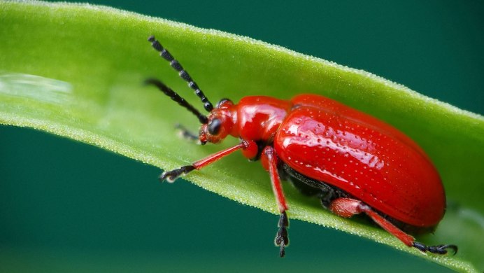 Жук трещалка луковая