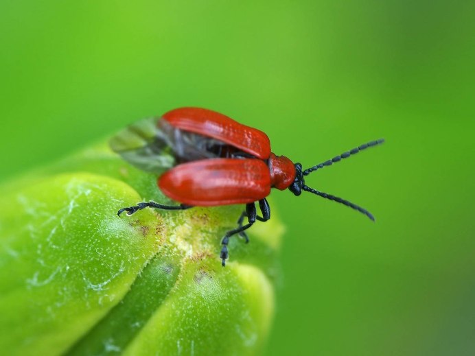 Клоп-солдатик – Pyrrhocoris apterus