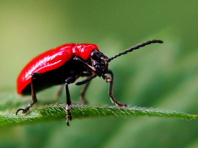 Жук пожарник клоп солдатик