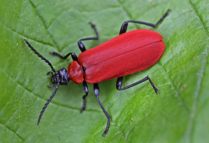 Красный Жук Листоед