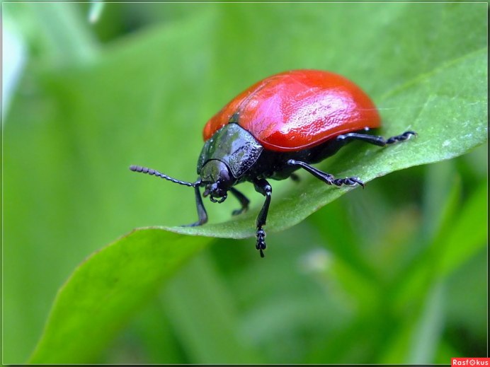 Клоп-солдатик – Pyrrhocoris apterus