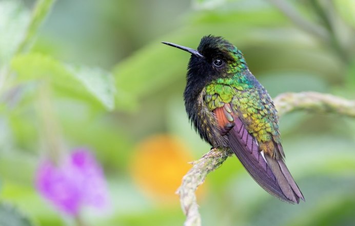 Винногорлая Колибри