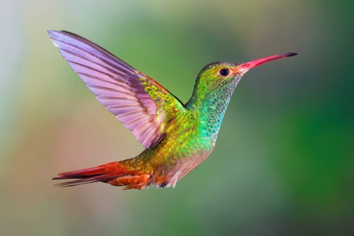 Колибри-Пчелка (Mellisuga helenae)