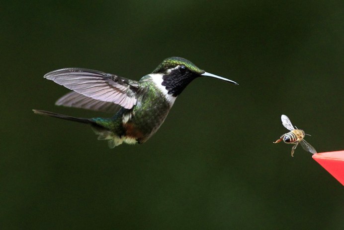 Венценосные Колибри