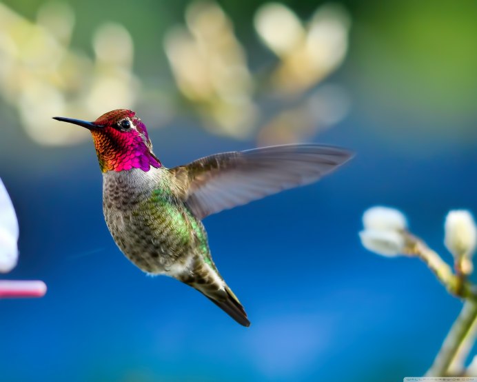 Питаца исполинский колаби