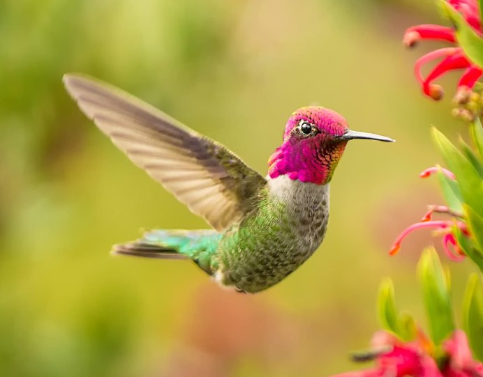 Рубиногорлая Колибри