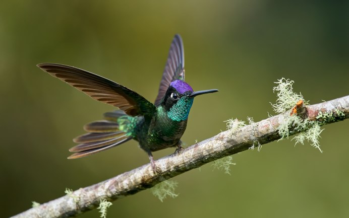 Рубиновые Колибри Канада