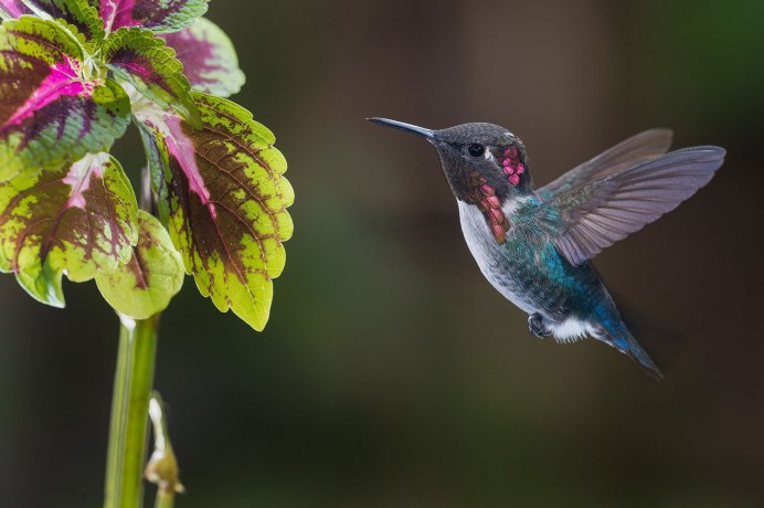 Краснохвостый Колибри