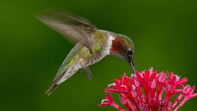 Краснозобый Колибри