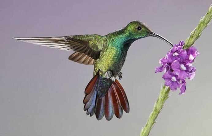Огненосный Колибри