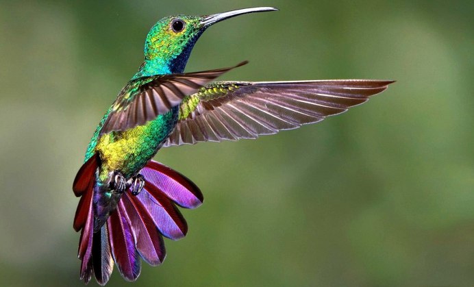 Орлиноклювый Колибри