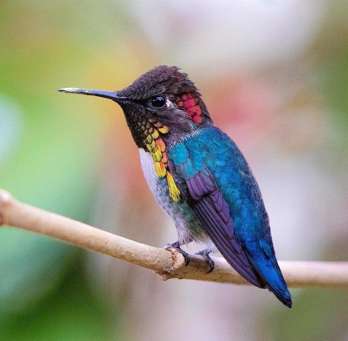 Краснохвостый Колибри