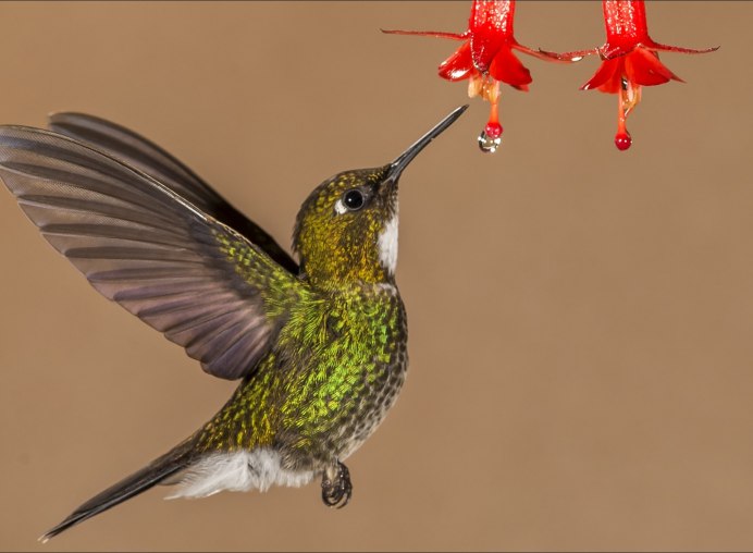 Колибри Карел Мартенс