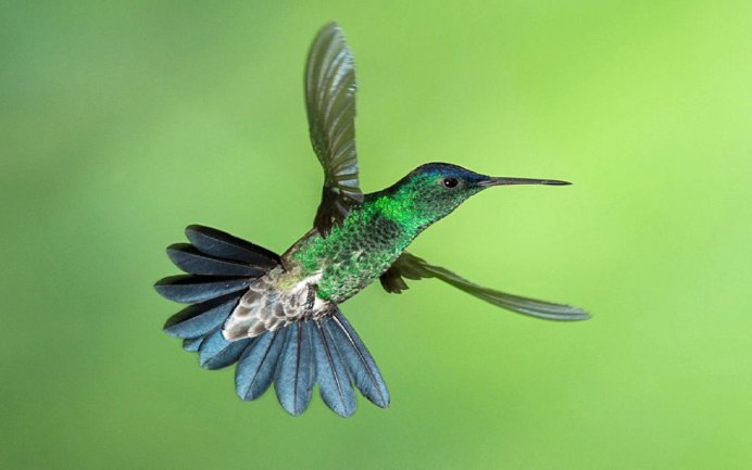 Колибри опылители