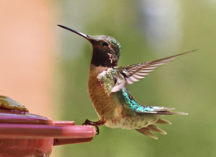 Огненосный Колибри