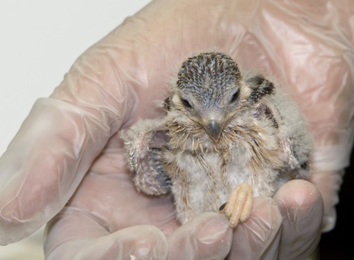 African Pygmy Falcon