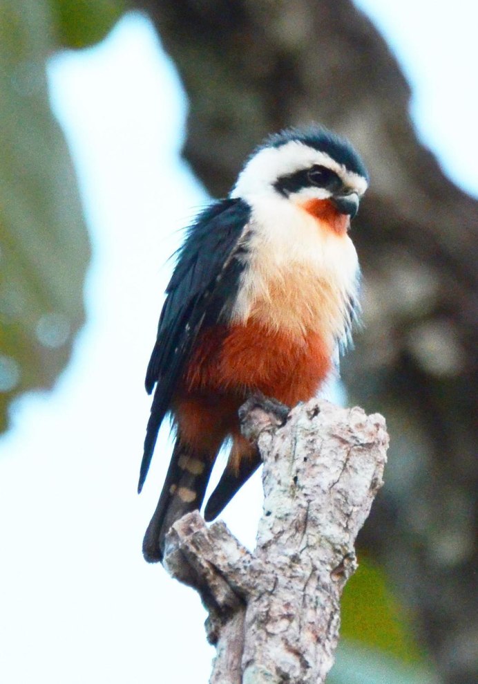 Polihierax semitorquatus
