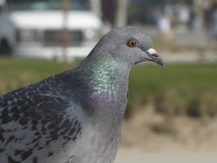 Дикий голубь вяхирь гнездо