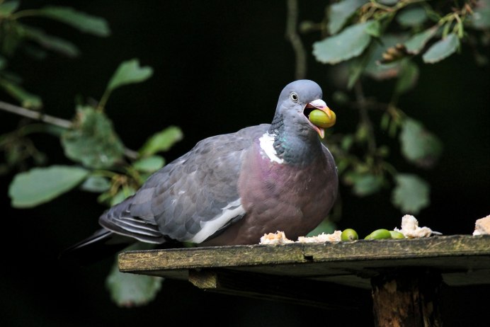 Голубь в профиль