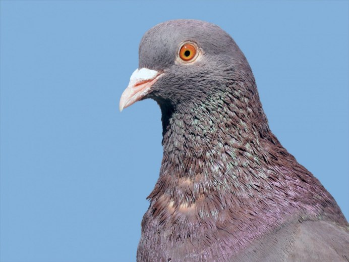 Голубь Монсегюра