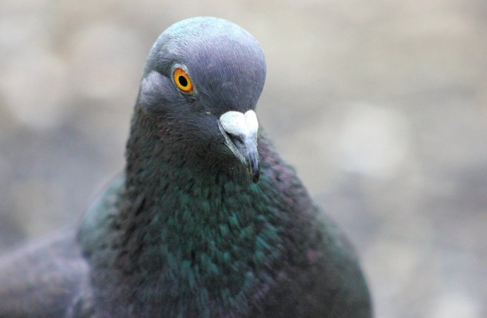 Columba inornata