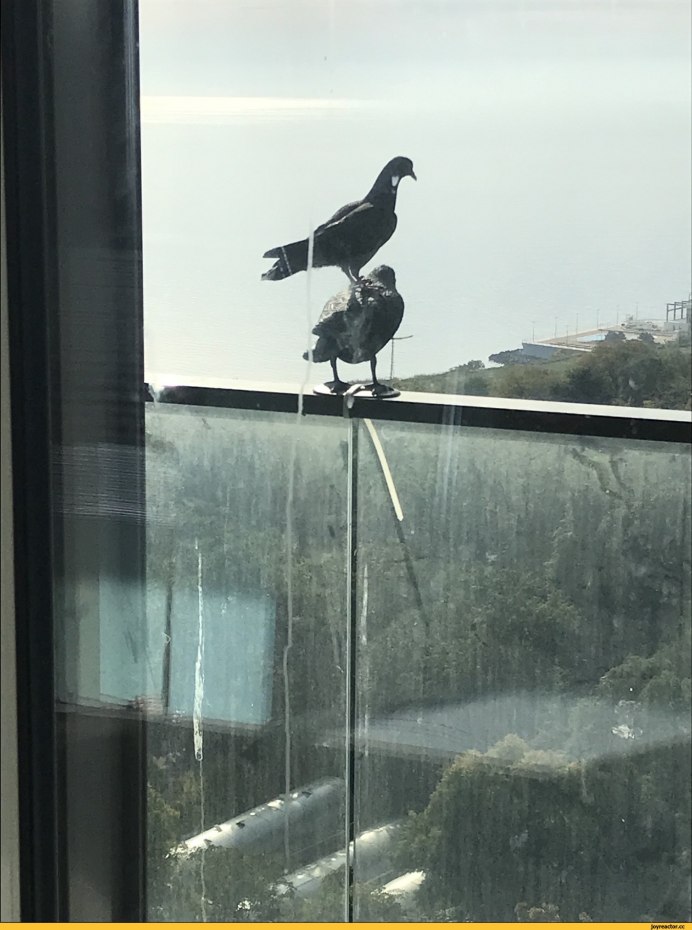 Сизый голубь клюв