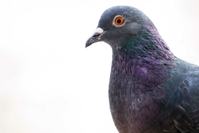 Пиджеон голубь
