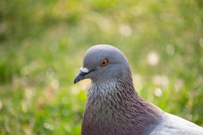 Жирный голубь