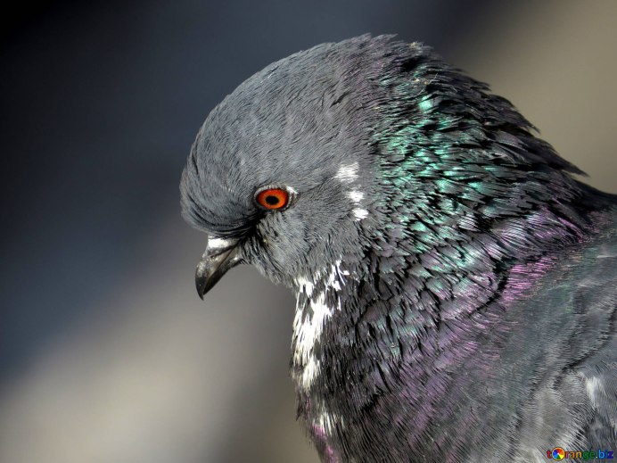 Вяхирь витютень