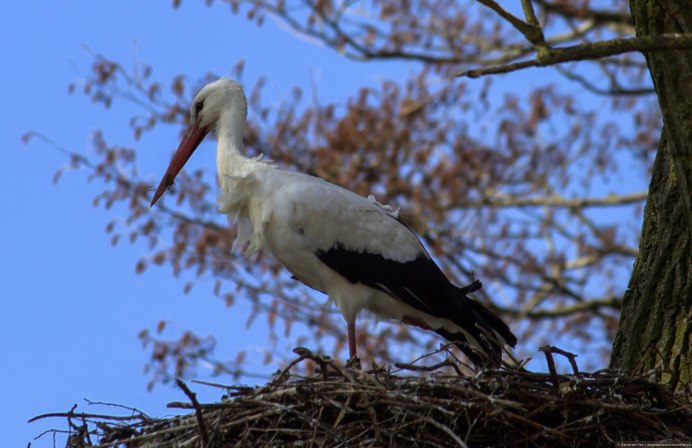 Литва белый Аист