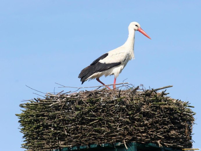 Аисты в Пермском крае фото