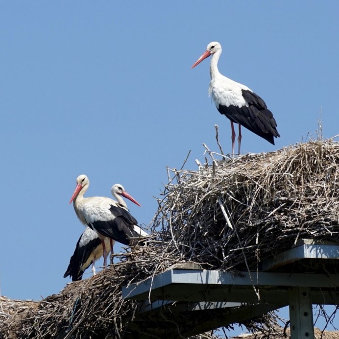 Птенцы аистов